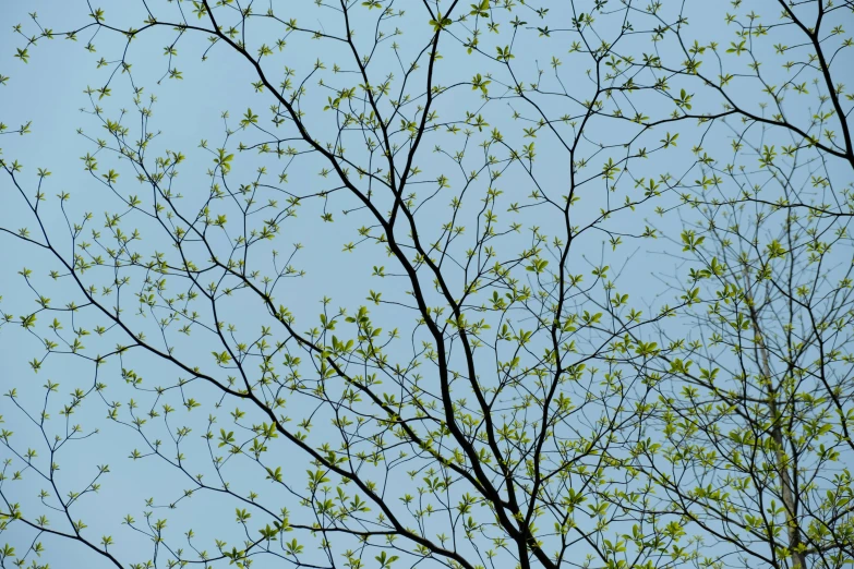 a tree with lots of nches and green leaves