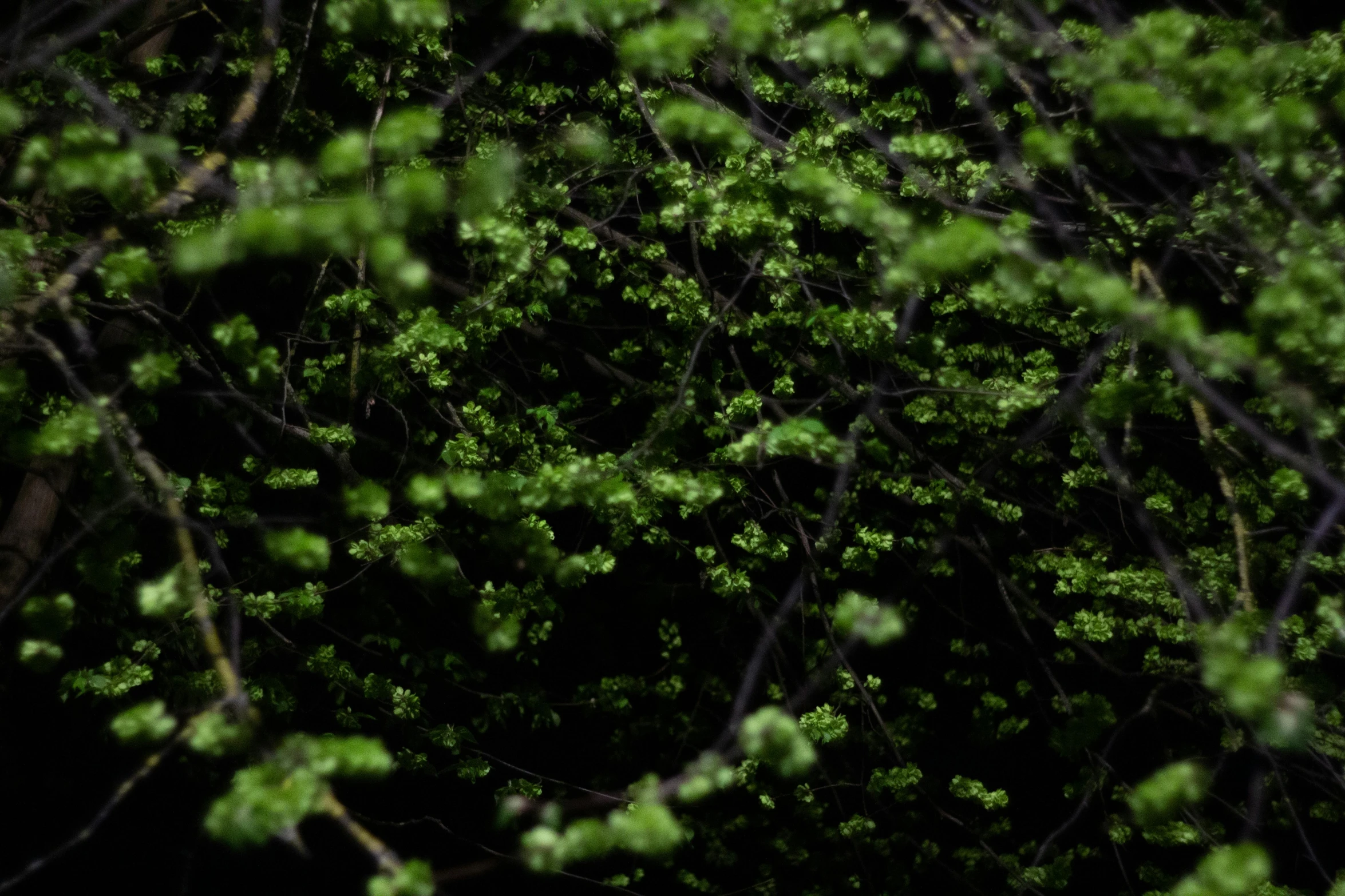 looking up at the nches of trees with leaves