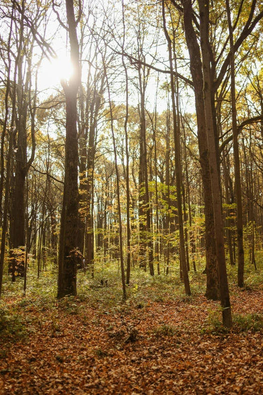 the sun shines through the trees in a woodland