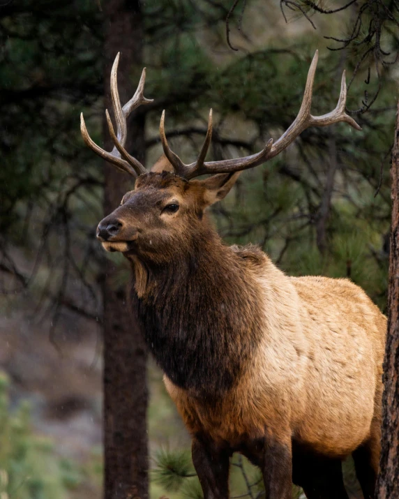 a big elk standing in the middle of the woods