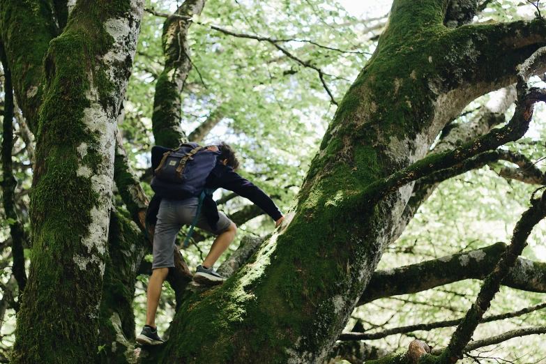 a man climbing up a tree in the forest