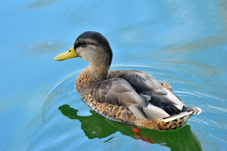 a duck floating on water in the day