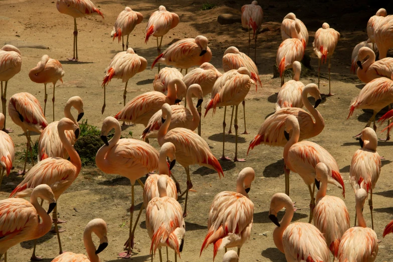 a large group of pink flamingos standing in a dirt field