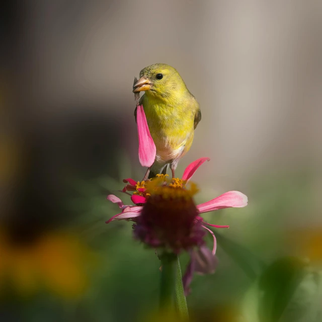 a small yellow and green bird sitting on top of a purple flower
