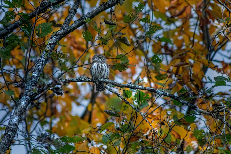 an owl that is perched on a tree nch