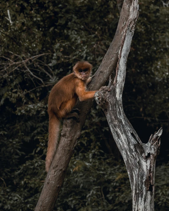 an orange monkey is climbing down a tree nch