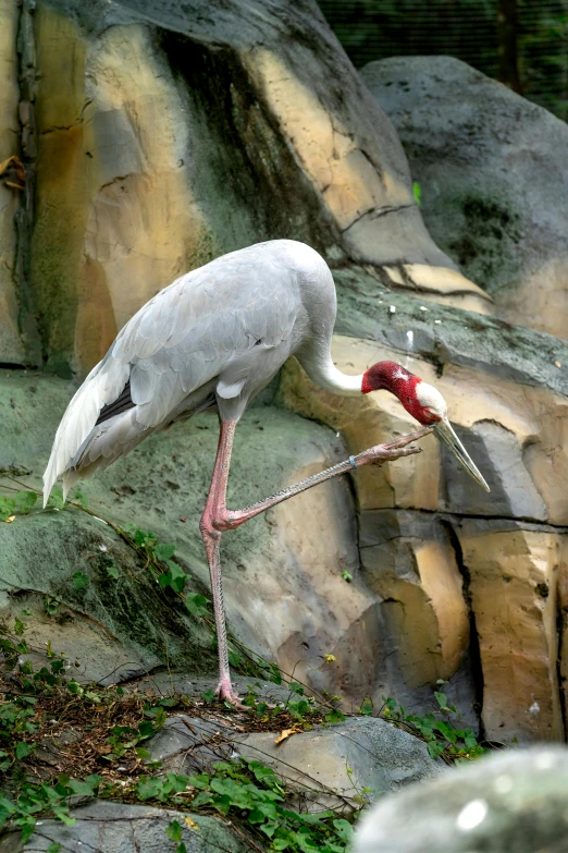 an extremely large bird standing on the ground