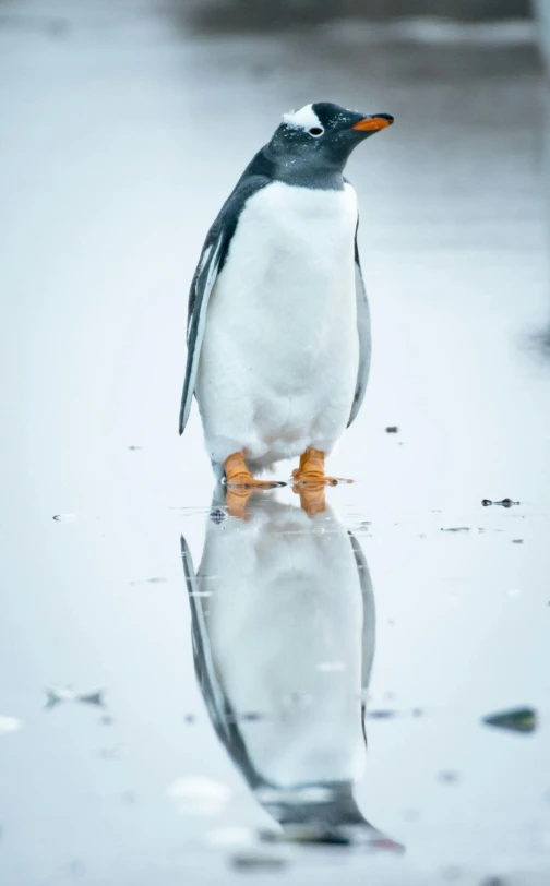 the penguin is standing alone and looking around