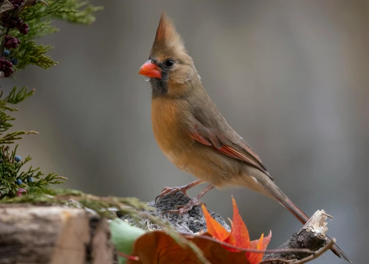 a cardinal perched on top of some snow