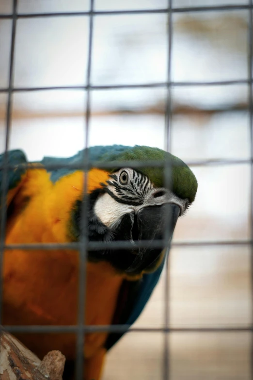 a colorful parrot looking out from the inside of its cage