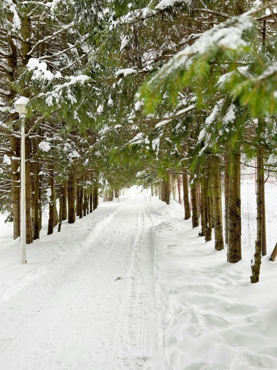 a long path covered in snow with several trees