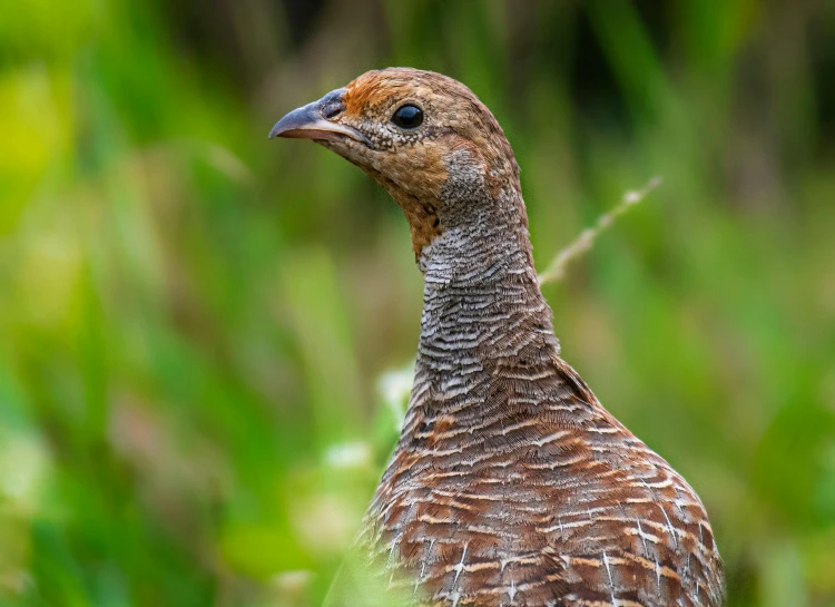 the head of a bird is shown with some grass in the background