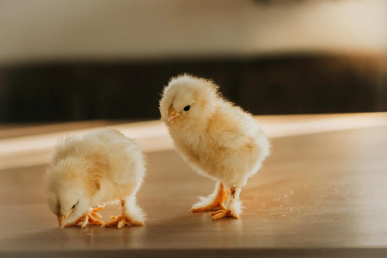 two small baby chicks stand on a surface