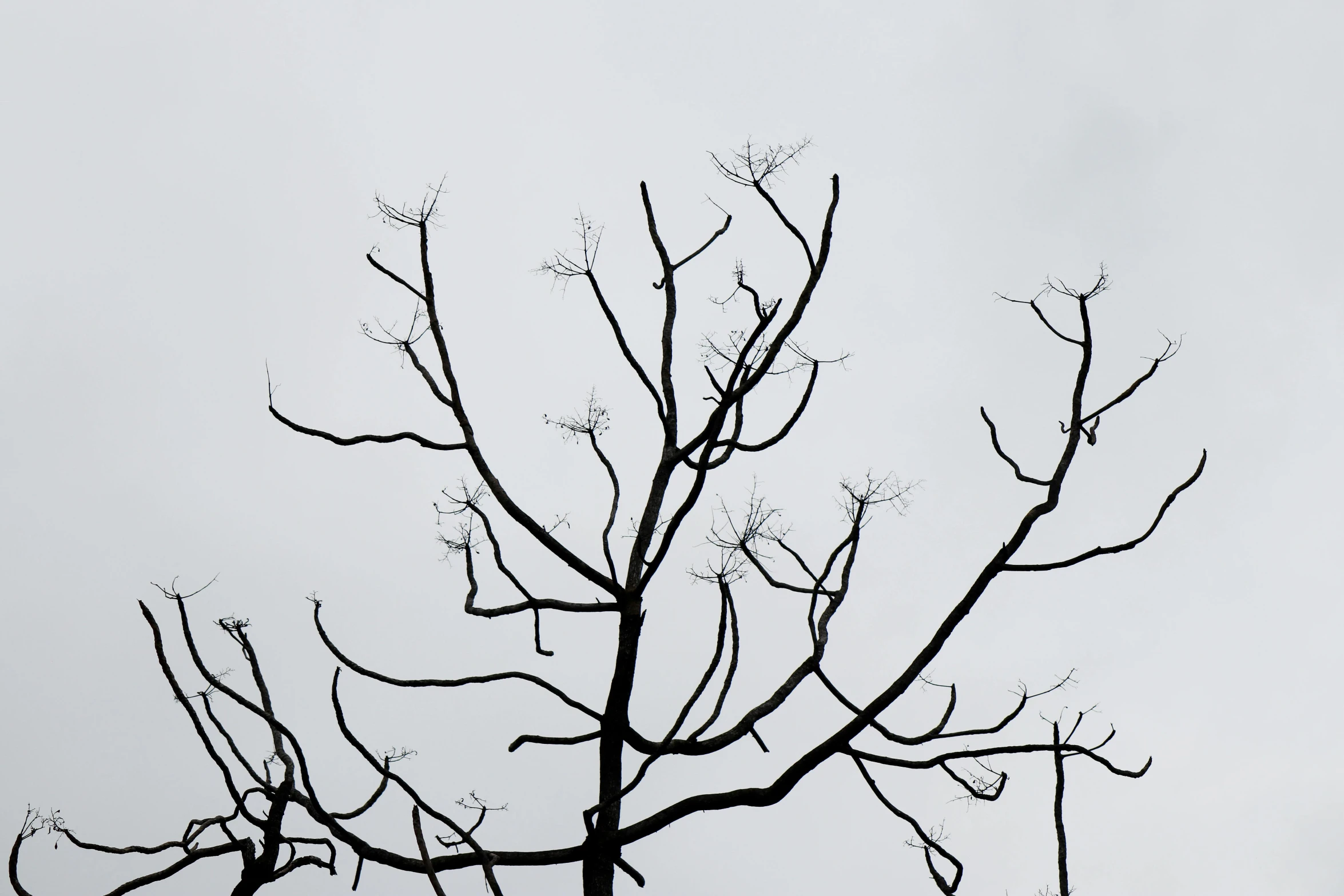 a bird perched on the top of a tree nch