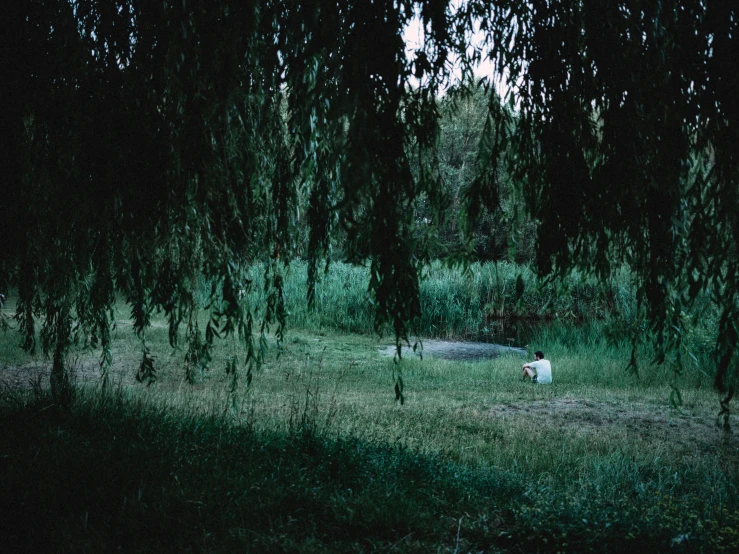 there is a sheep in a field with trees