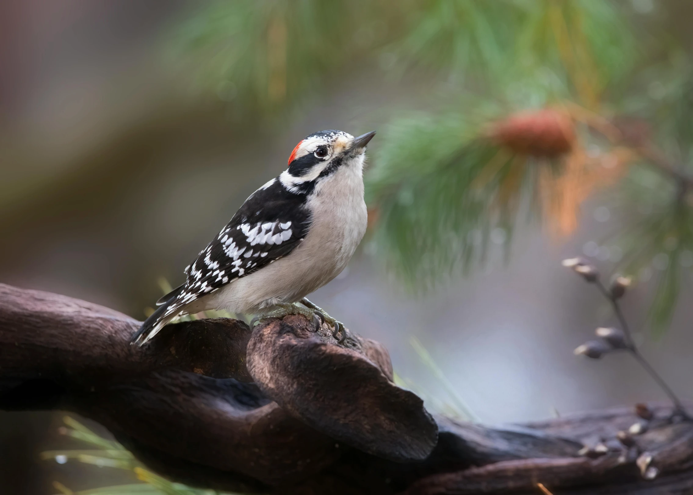 the little bird is standing on the nch