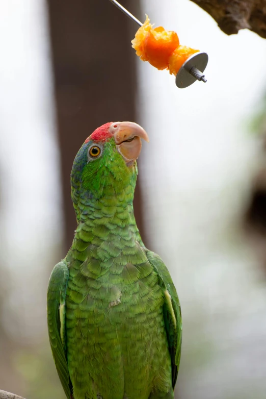 green bird with a red head and orange on a nch