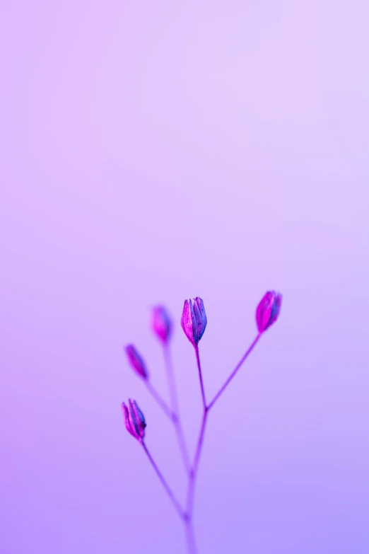 a single single purple flower in front of a light blue background