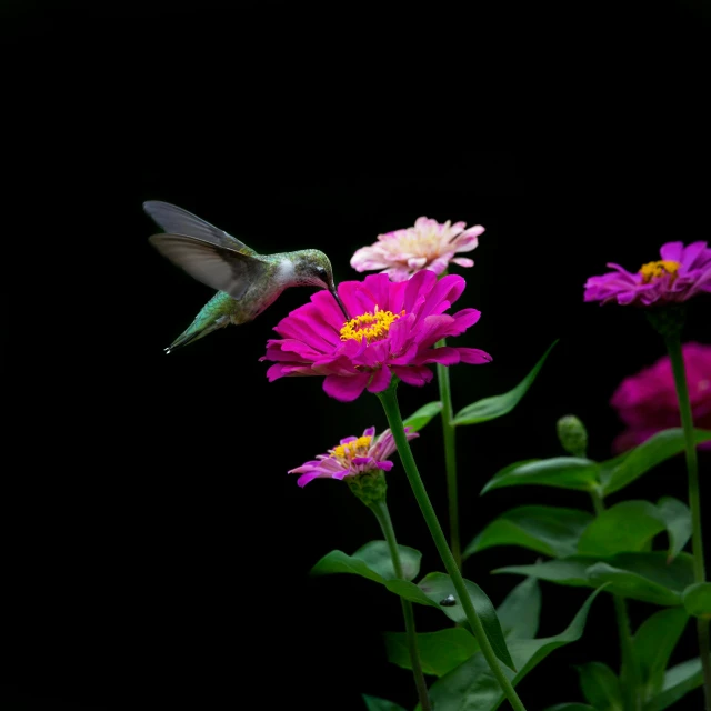 a hummingbird hovers over pink flowers and green stems