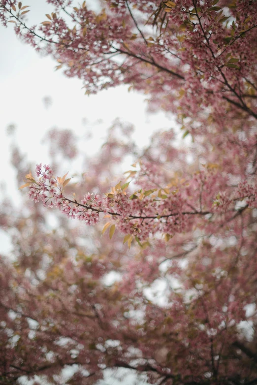 a bunch of pink flowers that are on a tree