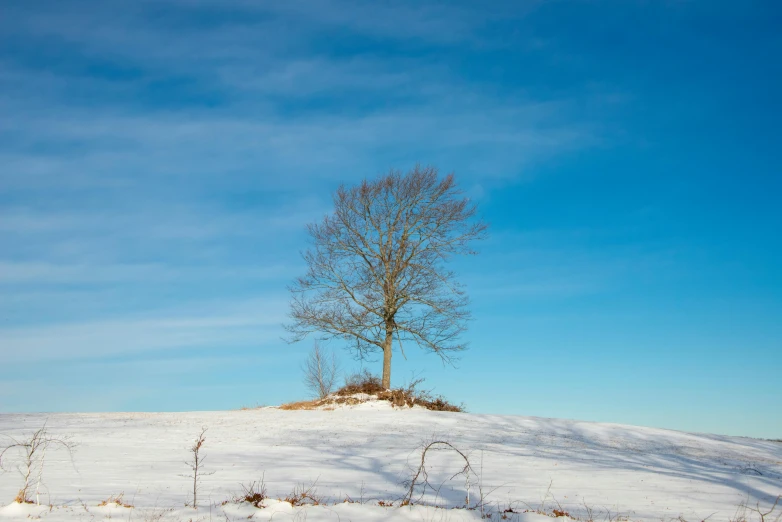 a lonely tree stands alone on the snow covered hill