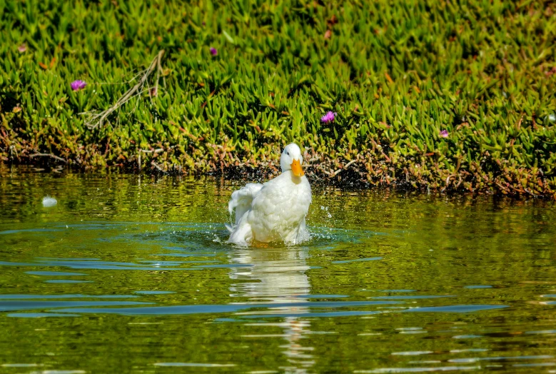 a large white goose floating across a lake