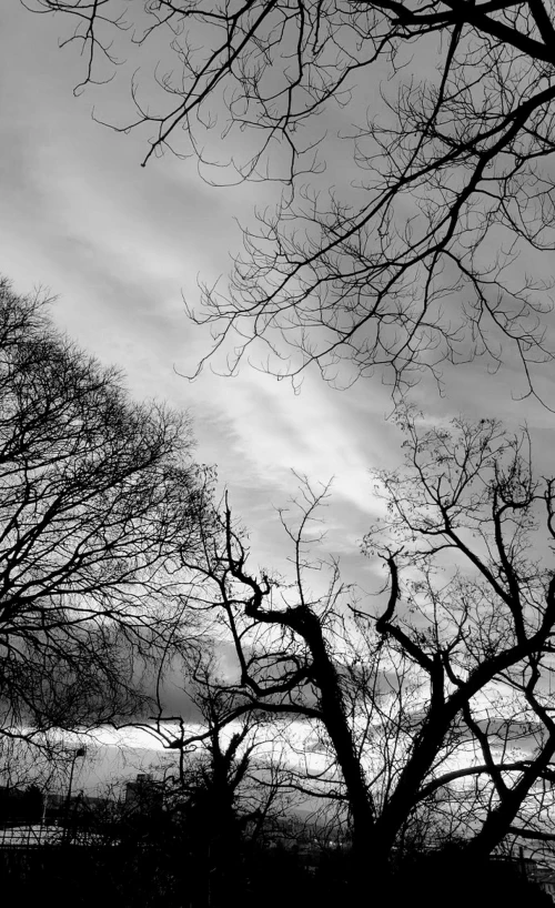 a full view of some barren trees and sky