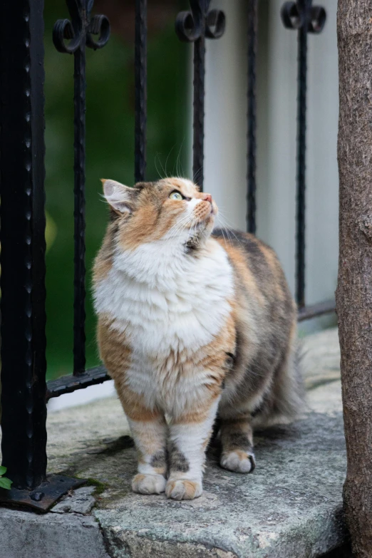 cat standing outside on stone ledge with fence around it