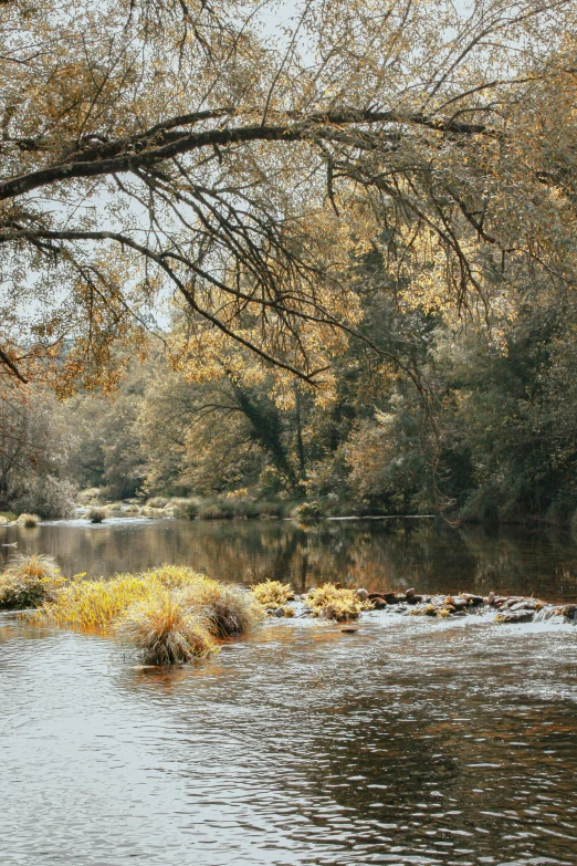 a small body of water with trees on the side