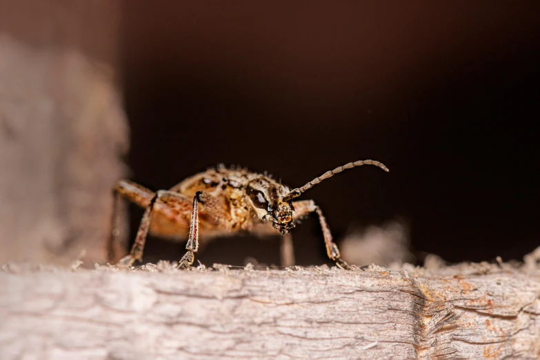 a very small, insect that has very long legs and long legs