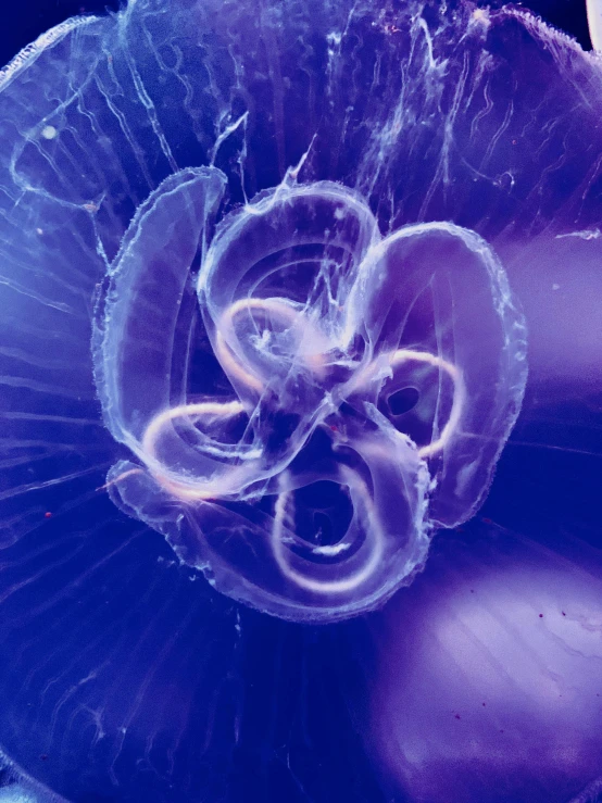 the underside of a large flower with a purple background