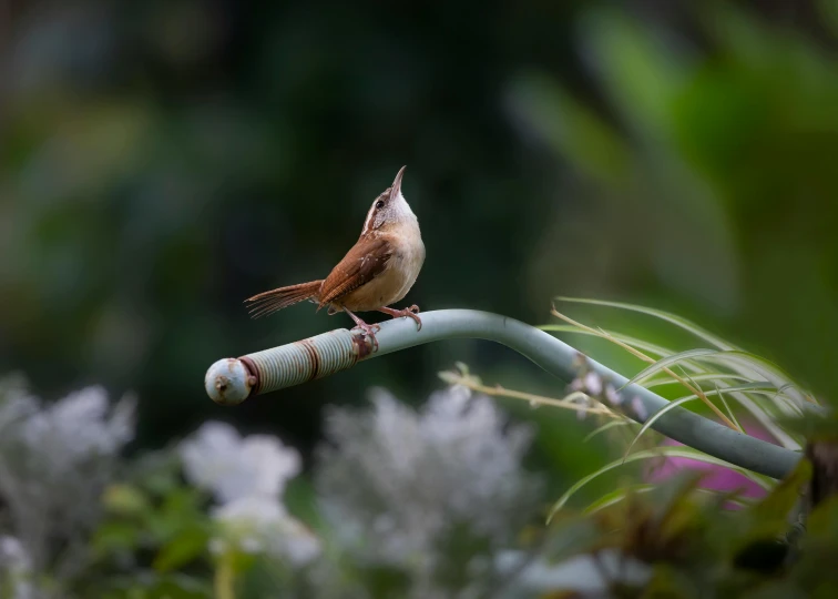 a small bird perched on top of a white pole