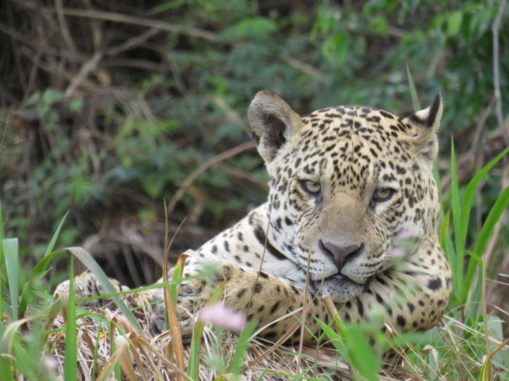 a large leopard laying in the grass near trees