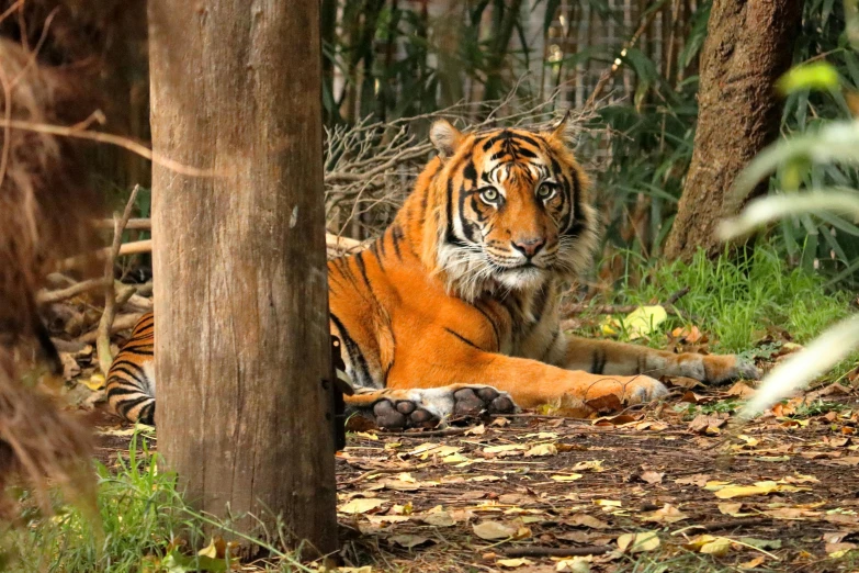 a tiger is laying down in the woods