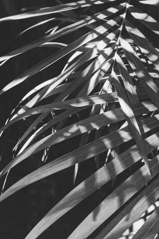 some nches of a palm tree in the shade