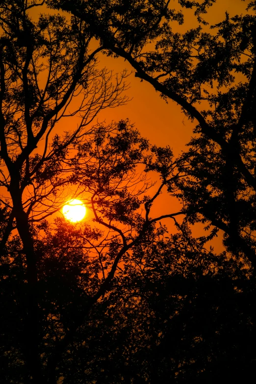 the setting sun as seen through trees