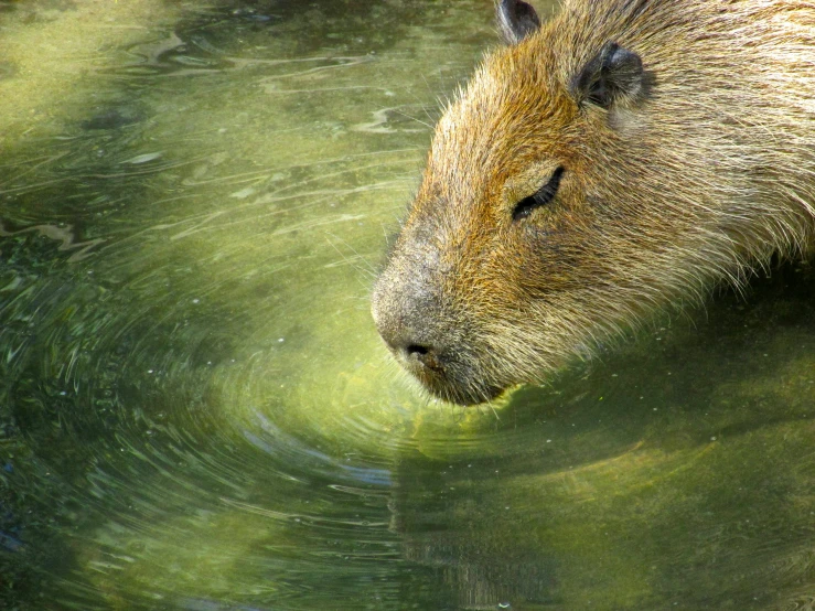 the animal is sitting in the water in the sunlight