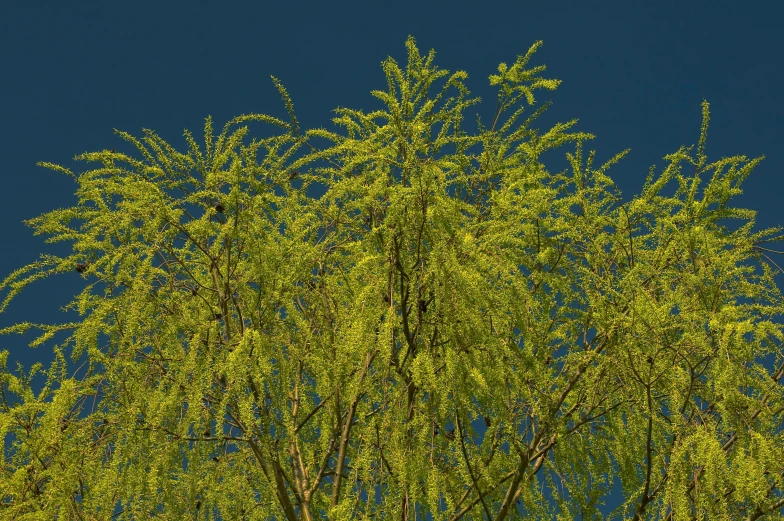 a very tall tree with lots of green leaves