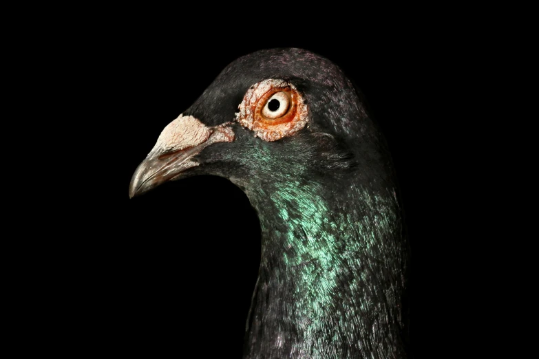 a black bird with a brown eye and orange beak