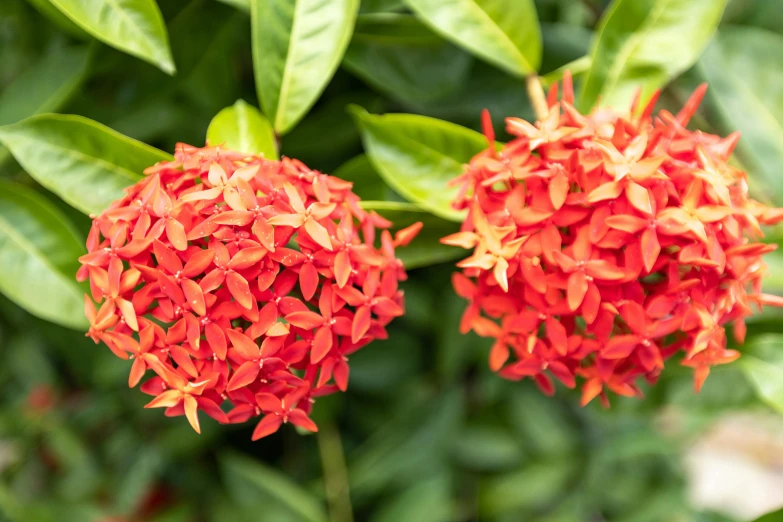 two red flowers with green leaves surrounding them