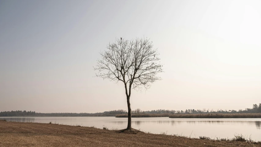 a lone tree is next to a lake