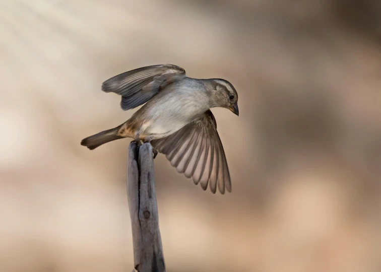 the small bird is flying over the wood post