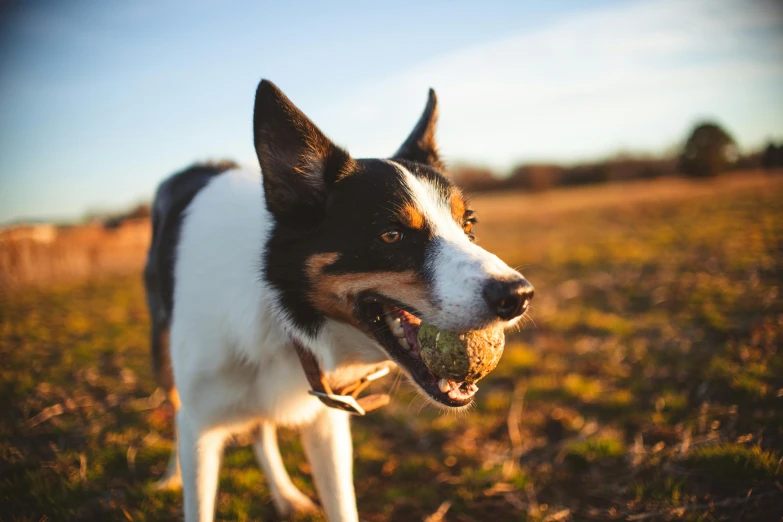 a dog with his mouth open and tongue hanging out