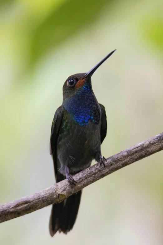 a colorful bird perched on top of a thin nch