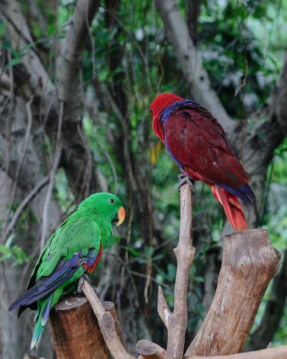 two colorful birds sitting on wooden perches and looking out into the jungle