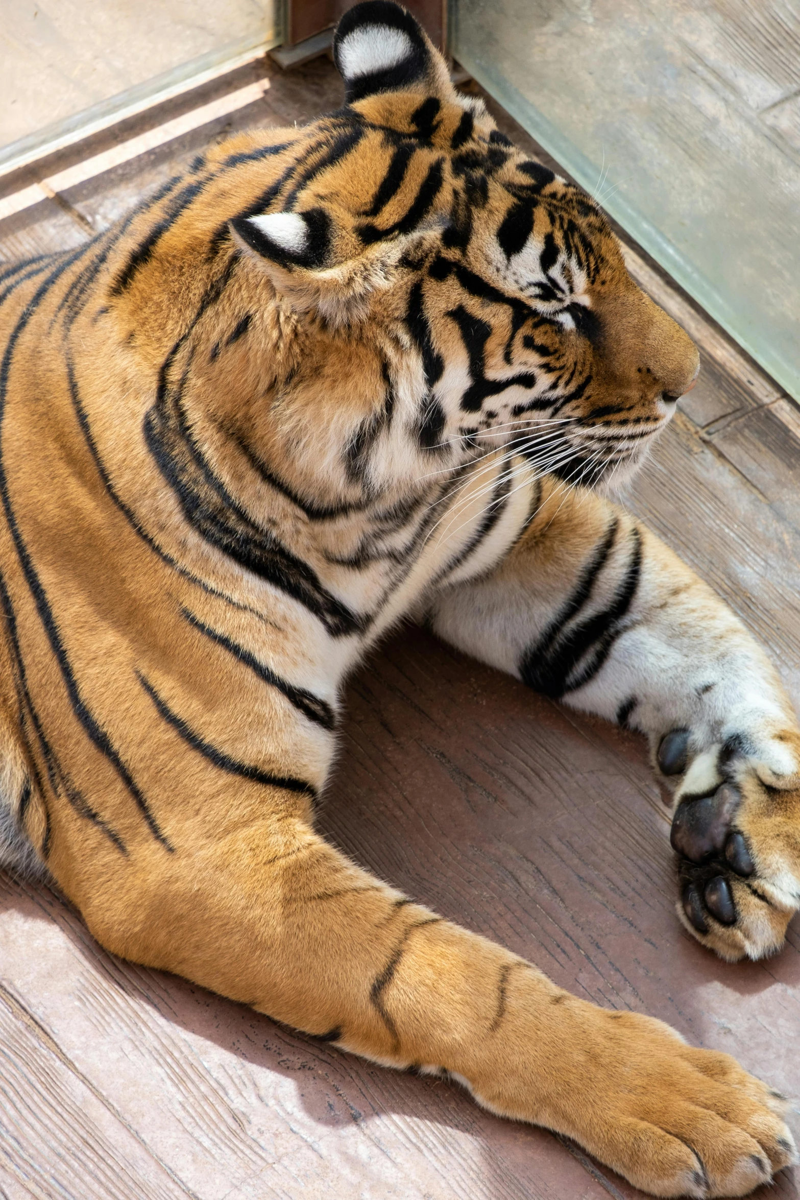 a tiger is laying on the ground in the sun