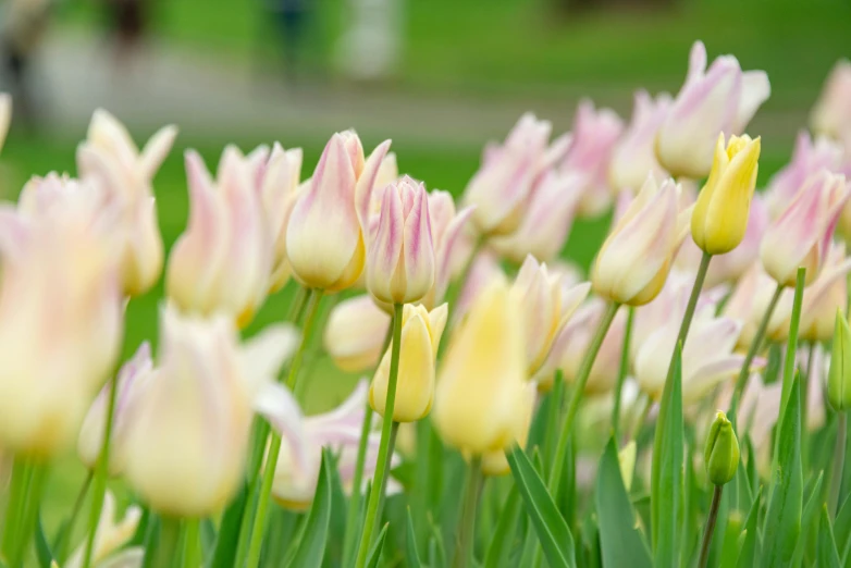 many tulips blooming all around in the park