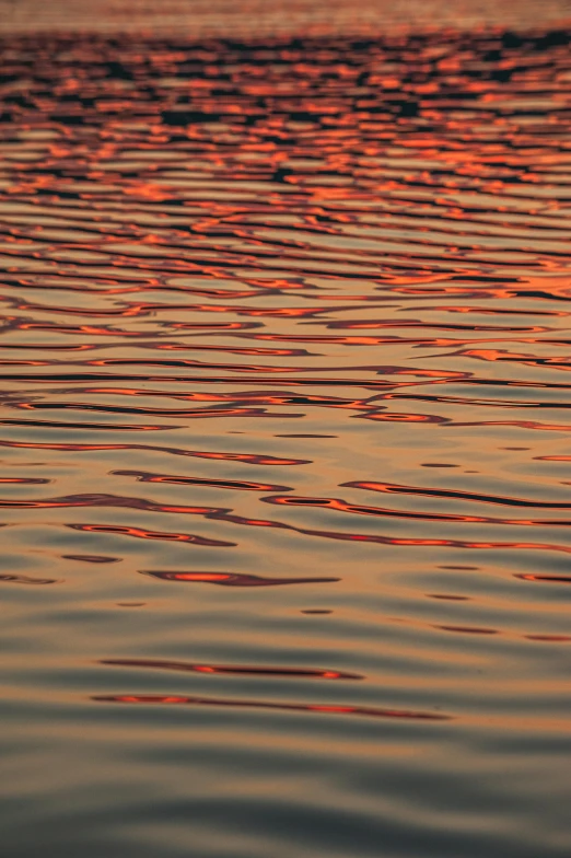 a bird flying over a lake at sunset