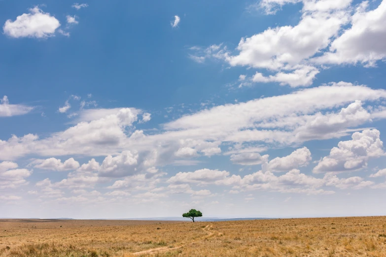 a lone tree stands in the middle of an empty field