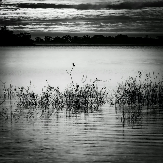 a po of a large body of water with plants